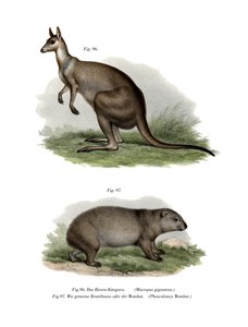 Kangourou gris de l
